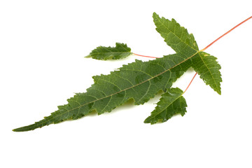 Amur maple leaves. Acer ginnala