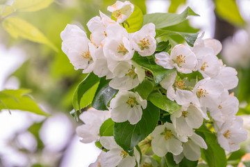 White blossoming apple trees in the sunset light