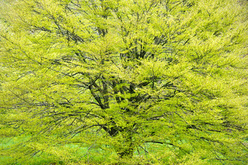 A spectacular display of spring green as a new growing season begins for a massive beech tree.