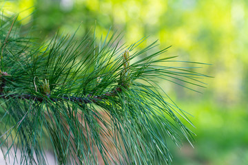 fresh cedar pine needles in spring