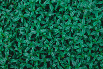 closeup nature view of green leaf texture, dark wallpaper concept, nature background, tropical leaf