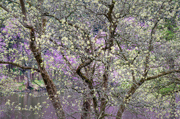 A small secluded lake forms a backdrop for the spring tapestry of color and texture created by a flowering downy hawthorn tree.