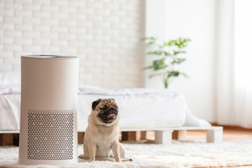 Dog Pug Breed and Air purifier in cozy white bed room for filter and cleaning removing dust PM2.5...