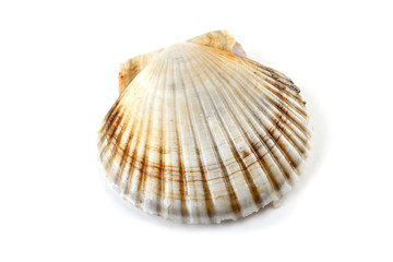Scallop