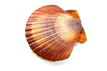 Scallop