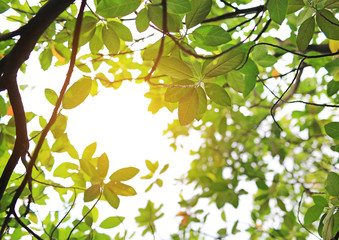 The sun shines through the trees in the forest.