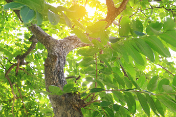 Fototapeta premium Tree branches in the garden with rays of sunlight.