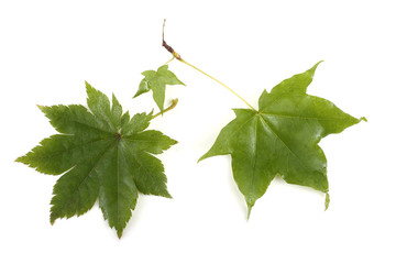 Green maple leaves