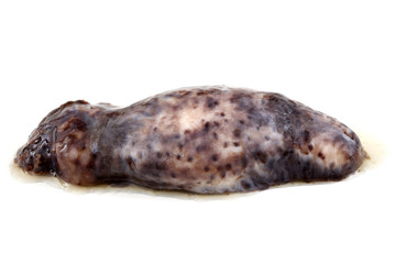 Sea cucumber (cucumaria)