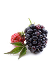 Ripe and unripe blackberries and leaf