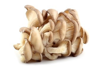 Oyster mushrooms