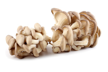 Oyster mushrooms