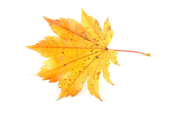 Yellow autumn maple leave