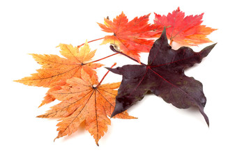 Autumn maple leaf