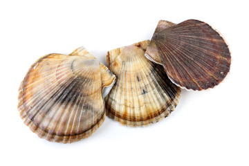 Three scallops
