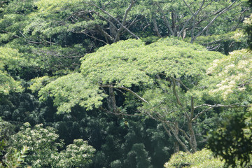 Hawaii Trees