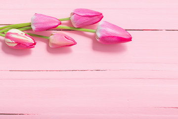 pink tulips on pink wooden background