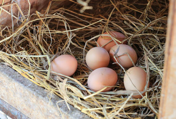 Eggs lie on the background of hay