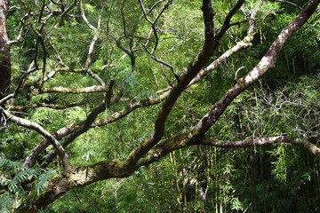 Hawaii Trees