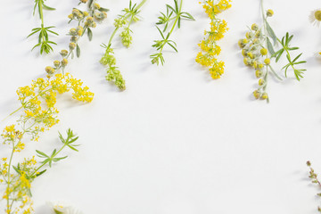 wildflowers on white paper background