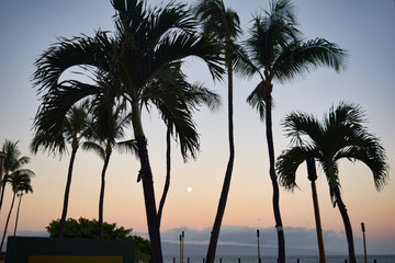 Hawaii Palms