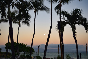 Hawaii Palms