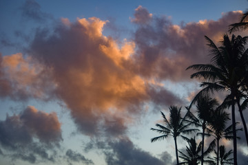 Hawaii Palms