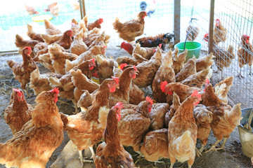 Chicken Organic farm in thailand. Portrait of many hen.