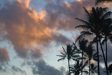 Hawaii Palms