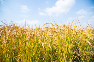 Rice harvest under blue sky and white clouds