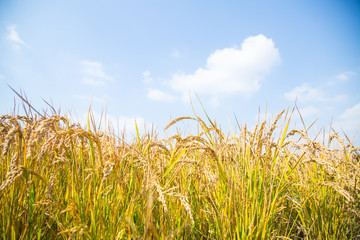 Rice harvest under blue sky and white clouds