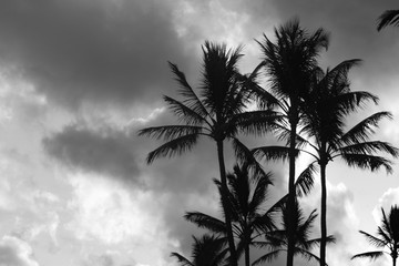 Hawaii Palms