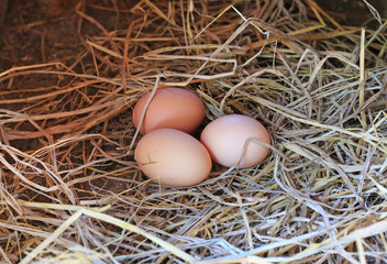 Three eggs lie on the background of hay