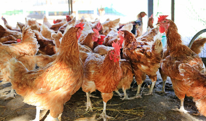 Chicken Organic farm in thailand. Portrait of many hen.