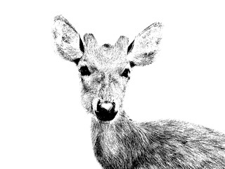 Portrait of deer in stencil style on White