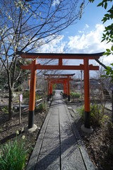 京都の平野神社