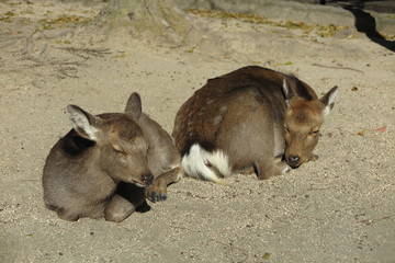 Fototapeta premium Miyajima