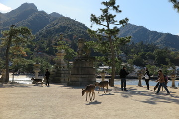 Miyajima