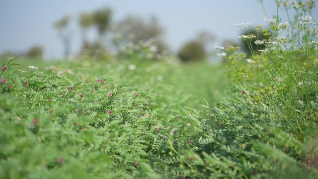 Green chickpea field in India  