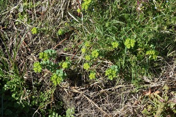 Sun spurge is a weed that grows in sunny wastelands, and the white latex that comes out of damaged stems and leaves is toxic.