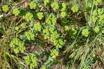 Sun spurge is a weed that grows in sunny wastelands, and the white latex that comes out of damaged stems and leaves is toxic.