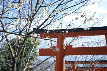 京都の平野神社