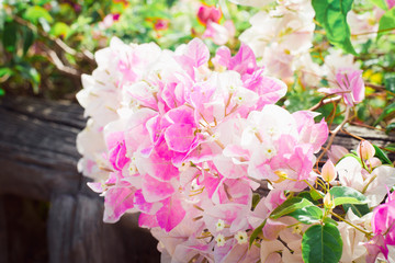 pink and white flowers Bougainvillaea in the garden