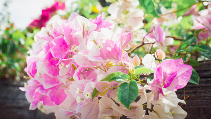 pink and white flowers Bougainvillaea in the garden