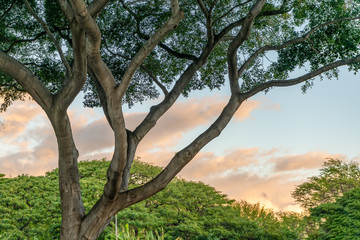 Fototapeta na wymiar A beautiful tree in Honolulu, Hawaii, with limbs extending into the sky and a sunset beyond.
