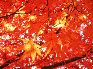 Maple tree red leaves in Autumn. Natural background of acer fall season foliage