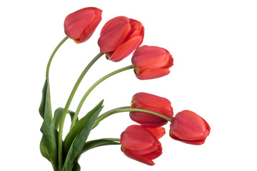 Red tulips isolated on a white background