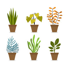 Flat design of different types house plant in brown pots , leaves and blossom vector illustration isolated on white background