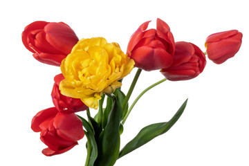 Red and yellow tulips isolated on a white background