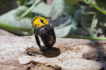 view of a carpenter bee swapping wing flying above the nest on wood pallet.